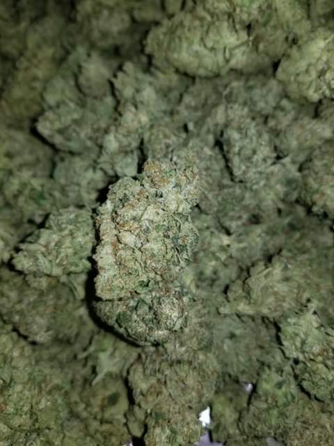 NeilSamra1's tweet photo. Cured &amp; Ready to Burn👌 #LemonTree &amp; some #Platinum #OG 😤😤 #LetsMatch #AlwaysDank #GrowYourOwn #Indoor #Outdoor #Hydro #Organic #RepYoCity #NV #StayLifted🚀 https://t.co/sRDG2y2uTM