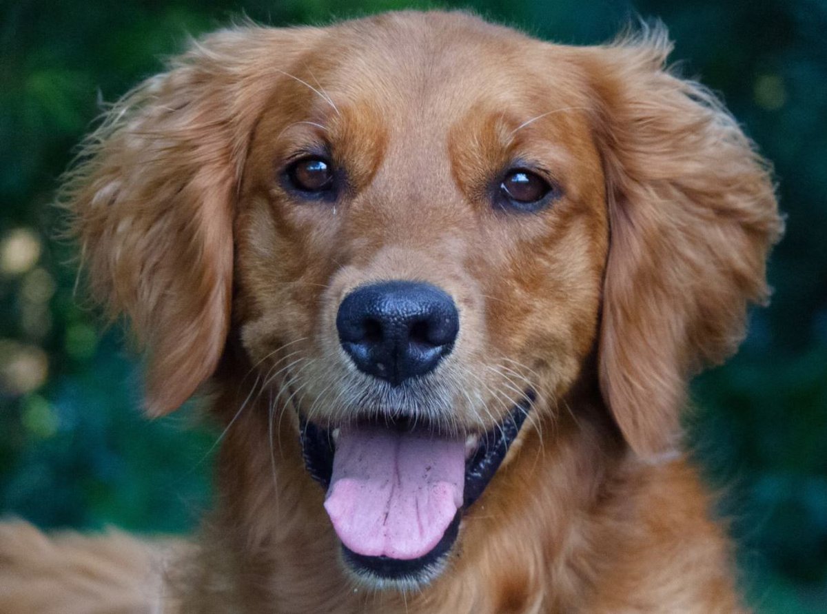ModernDogMag's tweet image. Curious about using CBD for your dog? Our readers' let us know that it helps with a range of health problems from anxiety to joint pain and more! Check out our article to learn more. moderndogmagazine.com/articles/canna… #Dog #CBD