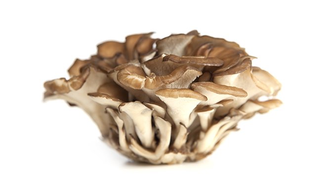 #FungiFact: DYK maitakes are also commonly called "hen of the woods?" These delicate mushrooms add a rich, woodsy flavor to entrees and sides alike. #NationalMushroomDay