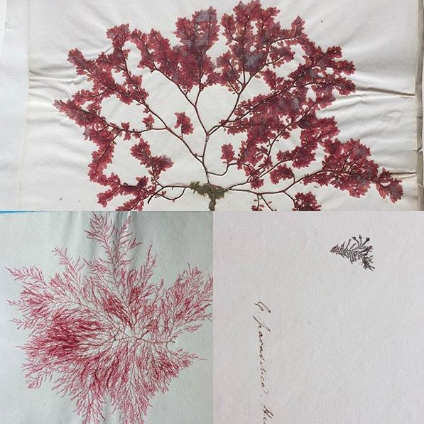 SioMcDonald's tweet image. Today we made sound recordings for &apos;Future Breath,&apos; in the historic @tcd herbarium. Thanks to everyone who participated #TrinityCreativeChallenge @TCDCreates. The project will be launched @tcddublin on 12th December. @pjprendergast @JenniferMcElwa3 @Kaiameye @ucdartistsinres