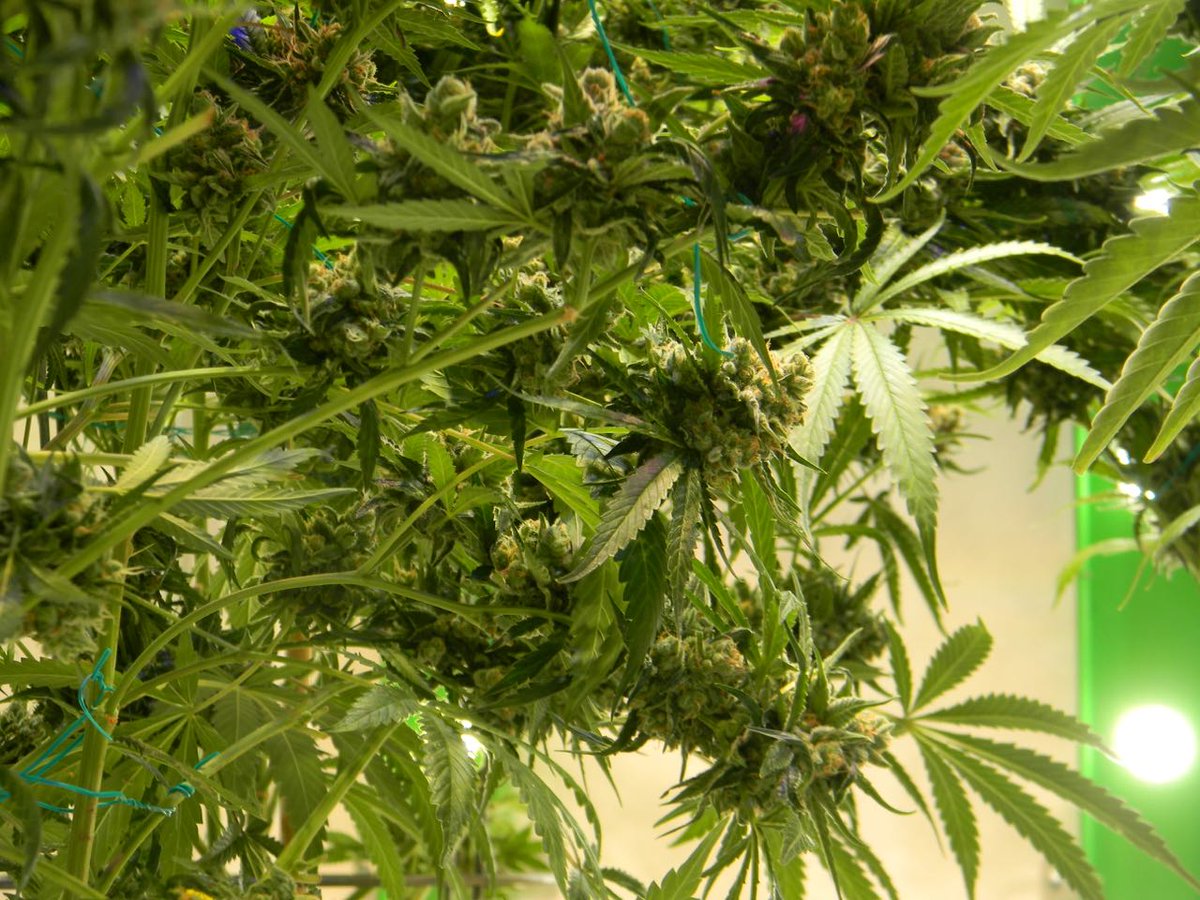 greenfusionled's tweet photo. These are her #glorydays🌞#Fat is a good thing in her case but today was not the day.Will it be tomorrow #Day58 of #growclassic #bestcommercialledgrowlights #ledgrowlight #nouvdamage #nomercury @grow_magazine 💚🌿@MichiganGrow @1stCCCE @TheLoudBank @TCallaghan420 @NorCalStoner420 https://t.co/TVyRQZb0kK