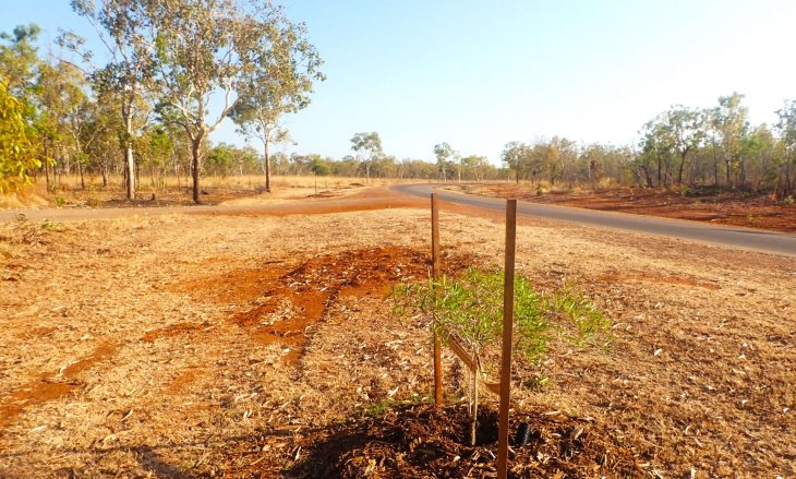 IntractAus's tweet photo. RAAF Base Tindal Tree Removal and Replacement

Intract Australia was awarded the project to remove 53 African Mahogany trees, and the wood was then mulched producing over 1000t of wood chips. 75 new native trees were planted in their place.

Read more...
https://t.co/CekQBm3d1h https://t.co/IMpwDjFqYH