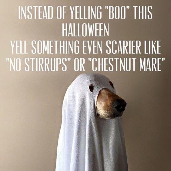 vitaflex's tweet photo. What would you yell instead of "boo"? 👻👻👻 #horselove https://t.co/QnTz6Zlu5J