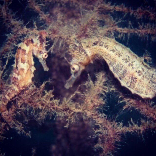 Seahorses mate for life x