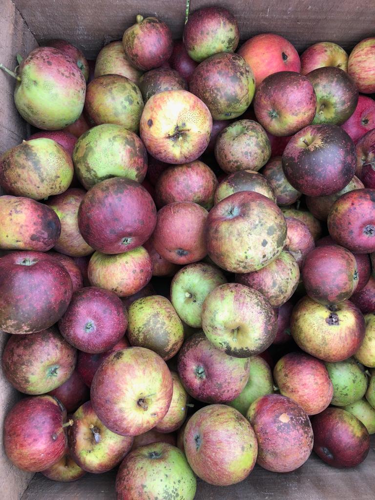 Primacider tweet media