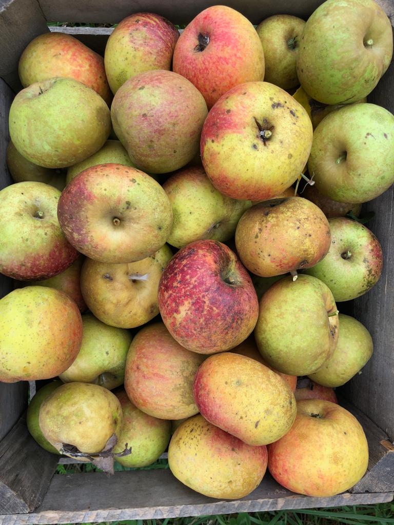 Primacider tweet media