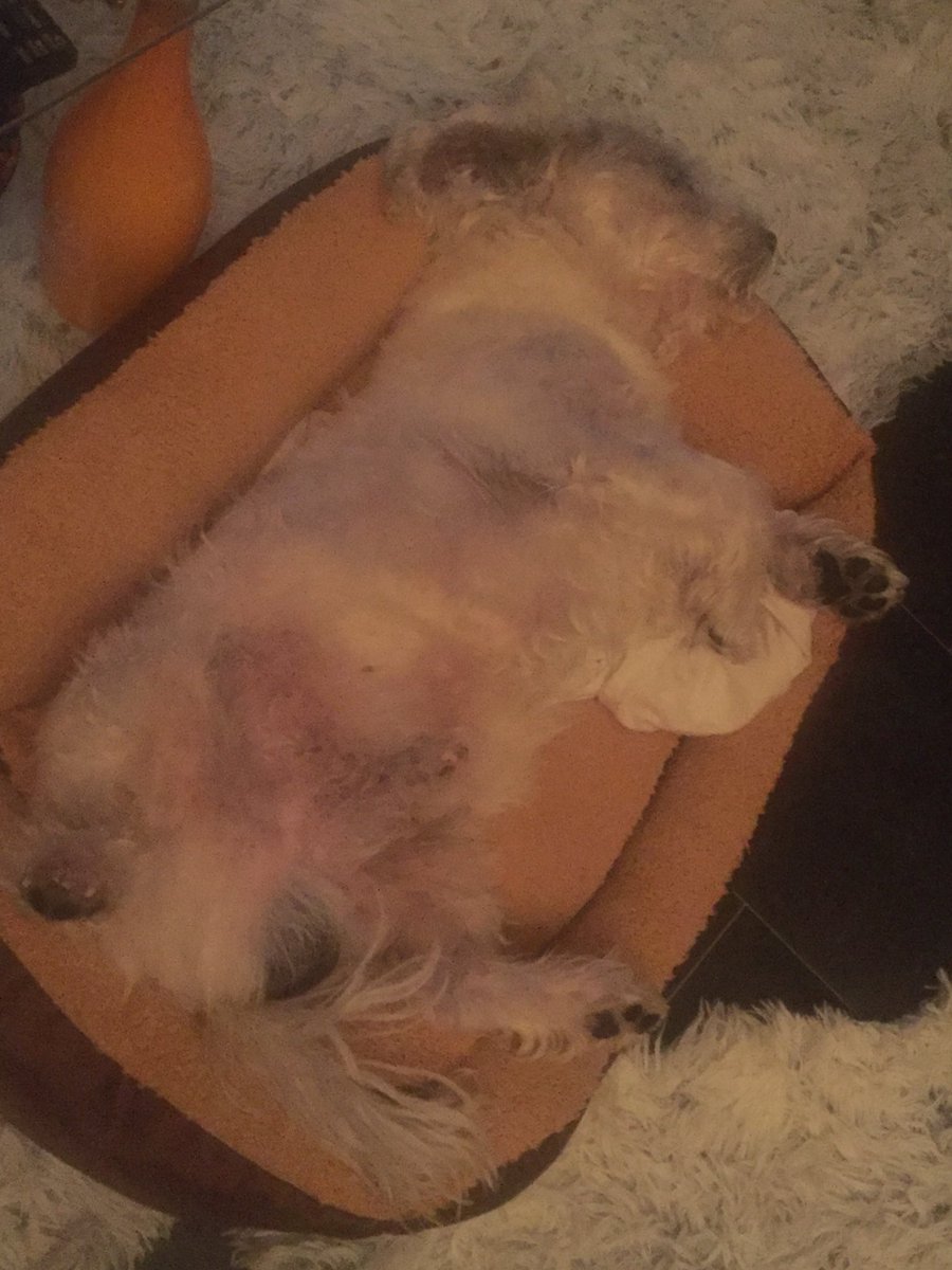 This is my bag of love❤️❤️#dogslife #sleepingdog #dog #love Goodnight sweet dreams
