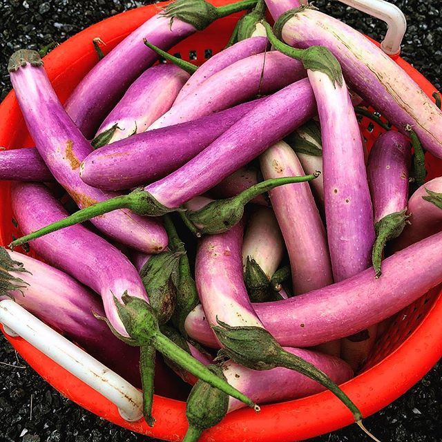 JKCommunityFarm's tweet photo. Today we donated organic eggplant! Can anyone identify what variety of eggplant this is? .
.
.
.
#jkcommunityfarm
#donate #organic #organicfood #eatorganic #eggplanzz #purple #vegetarian #fresh #local #locallygrown #endhunger #growlocal #nonprofit #phot… https://t.co/O3QnZ7i8a6 https://t.co/A1QGO3fKGP