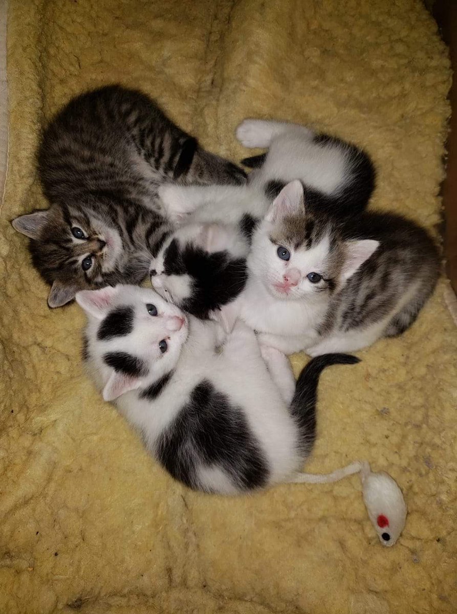 Nap_Queennn's tweet photo. decided to add another cat to my life. 😍 decisions decisions https://t.co/Ei0Iwkmd47