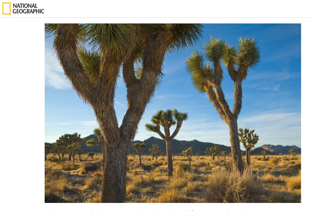 MsJuniper's tweet photo. National Geographic featured my recent Joshua tree climate change research in this new article: https://t.co/qbMhsWKovv https://t.co/wHpLvyWIQT