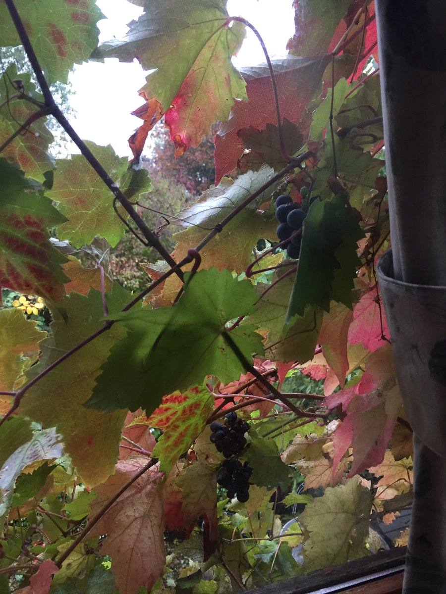 amd4_ann's tweet photo. Thereโs an advantage of my house becoming overgrown,as there are grapes outside my bedroom window ๐ท๐ท๐คฃIโve had to stop in bed 2day to get serious marking done, otherwise puppy wants to get on my lap๐๐ #iโvebecomeaslob #focusanddetermination #thelifeofanurselecturer #myview https://t.co/sEd7VFbJnj
