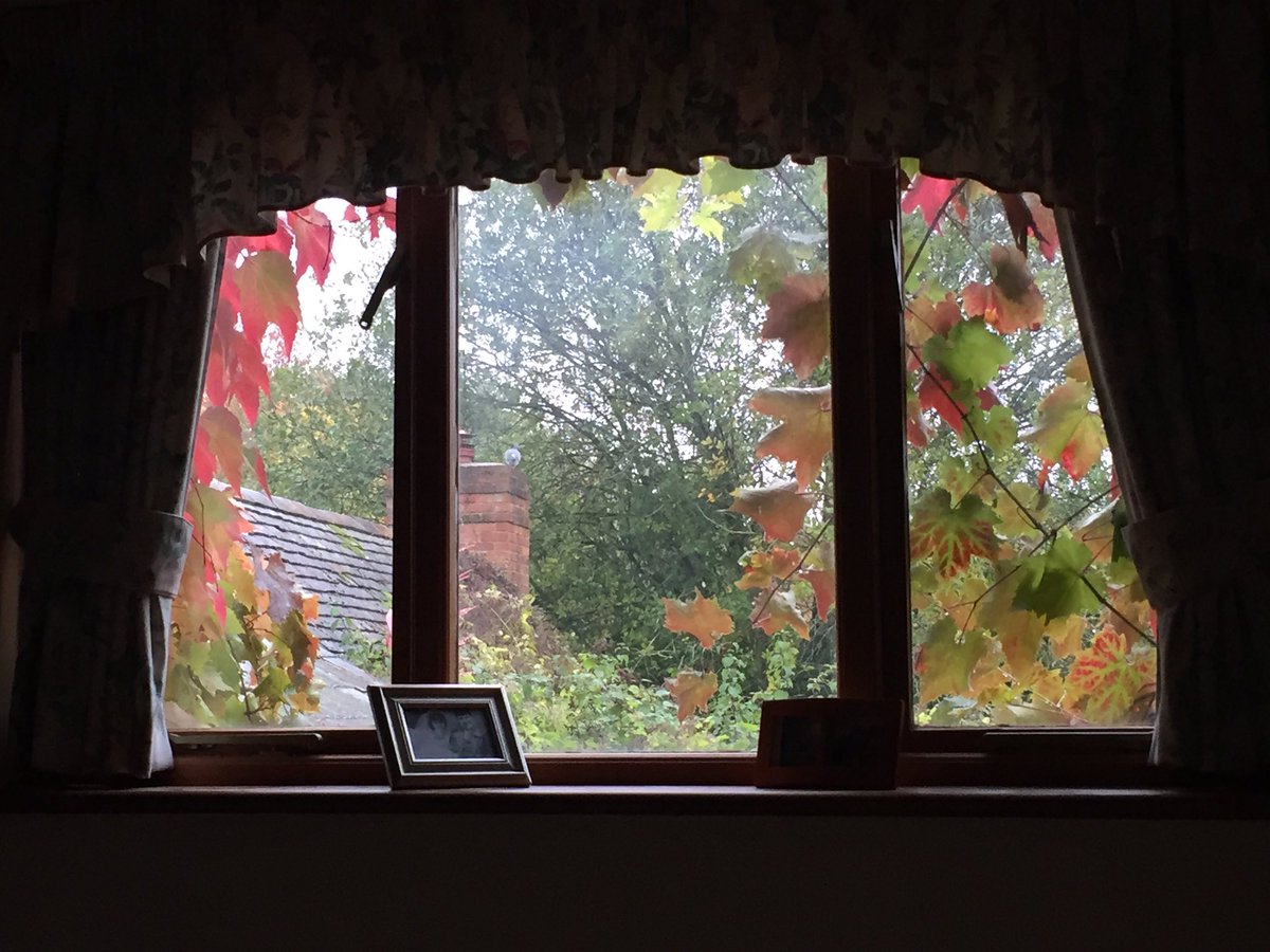 amd4_ann's tweet photo. Thereโs an advantage of my house becoming overgrown,as there are grapes outside my bedroom window ๐ท๐ท๐คฃIโve had to stop in bed 2day to get serious marking done, otherwise puppy wants to get on my lap๐๐ #iโvebecomeaslob #focusanddetermination #thelifeofanurselecturer #myview https://t.co/sEd7VFbJnj