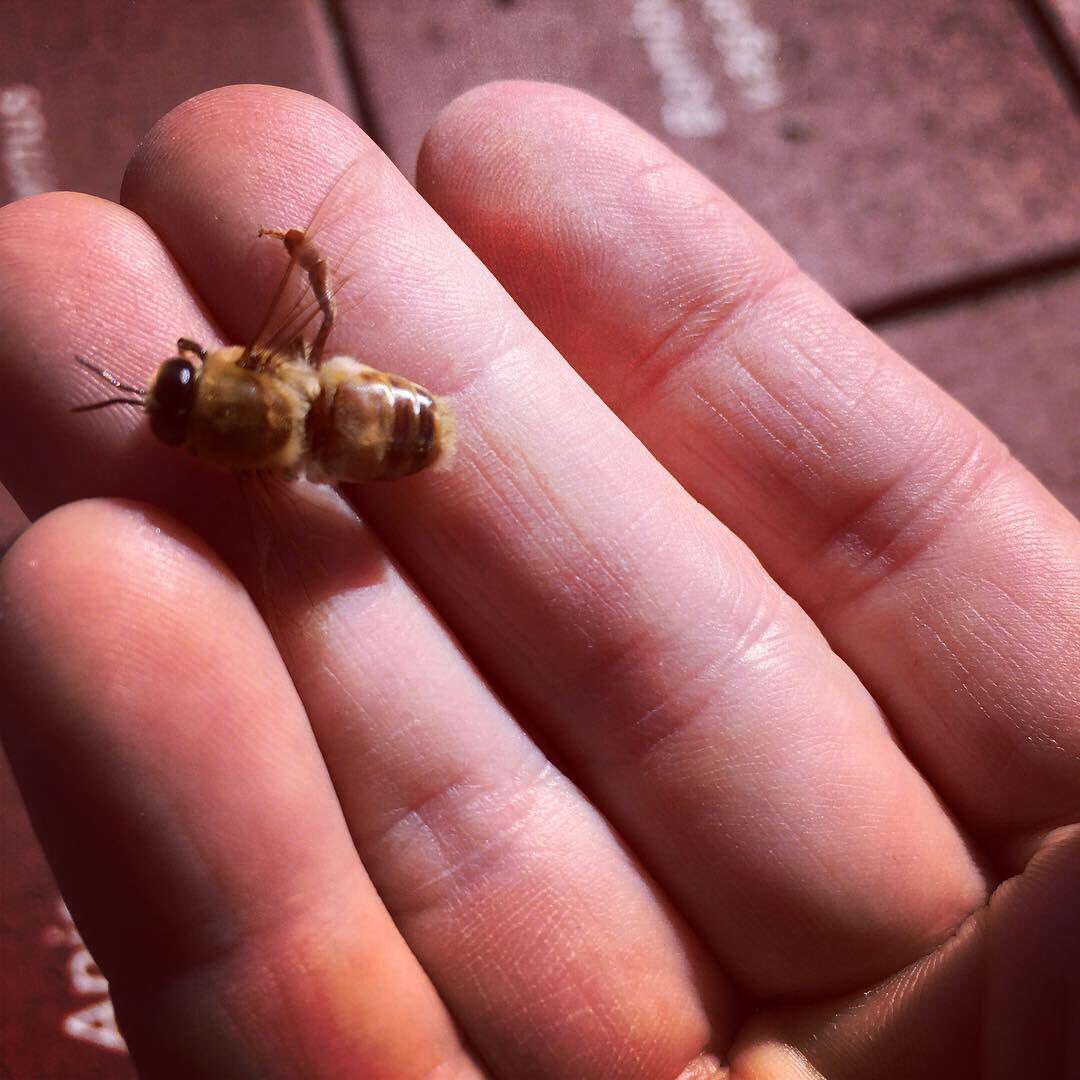 LASundbergArt's tweet image. Bee lab field trip to process our native bee survey blocks today. @UMNBeeLab_Squad #nativepollinators #nativebees #pollinatorresearch