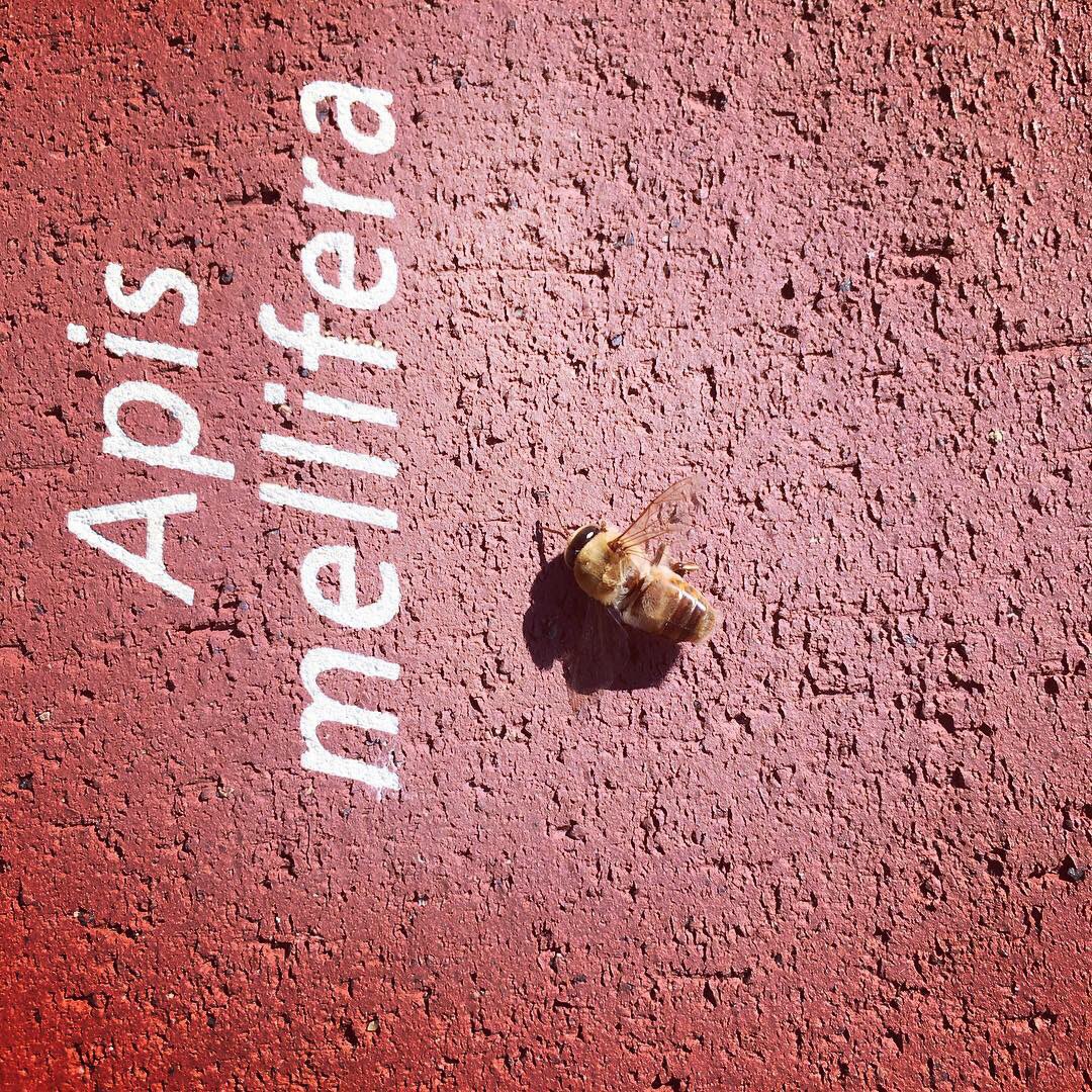 LASundbergArt's tweet image. Bee lab field trip to process our native bee survey blocks today. @UMNBeeLab_Squad #nativepollinators #nativebees #pollinatorresearch