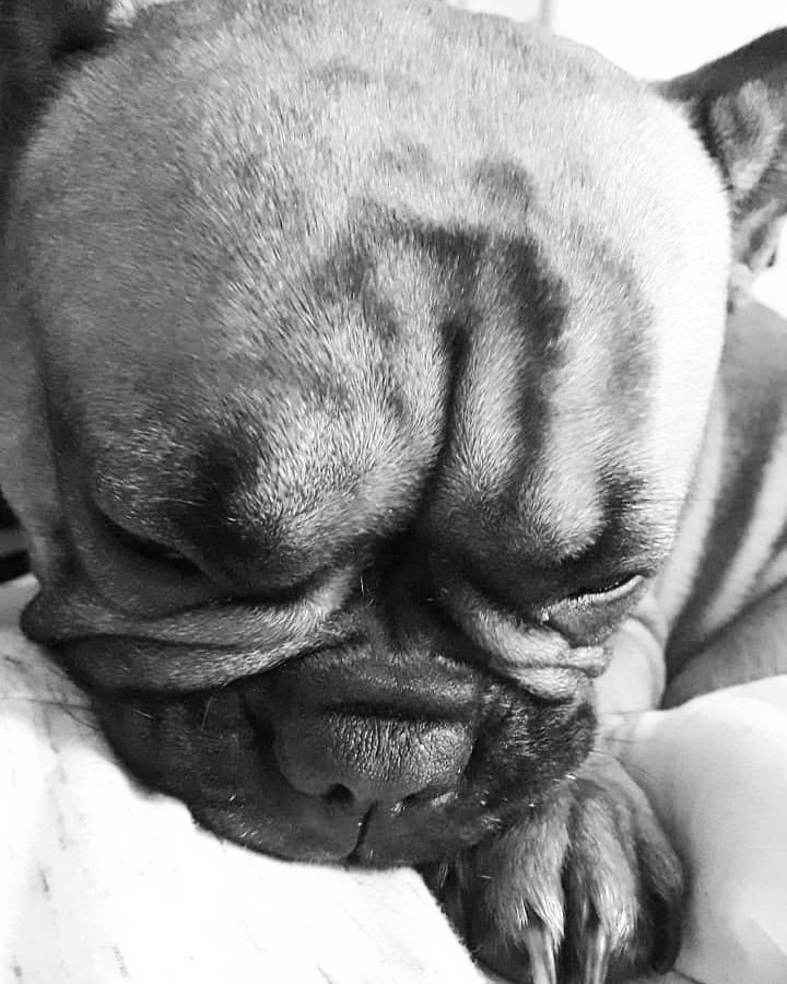 Mim09266667's tweet image. How can she be so cute??? #love #mygirl #sheissocute #heartwarmer #lovely  #frenchbulldogs #Ellie #frenchie #frenchiesofinstagram  #frenchbulldoglove #frenchbulldogfamily #frenchbulldoglife  #frenchbulldogoftheworld #frechbulldoglovers #dog #doglife #howlovely #sheisEllie