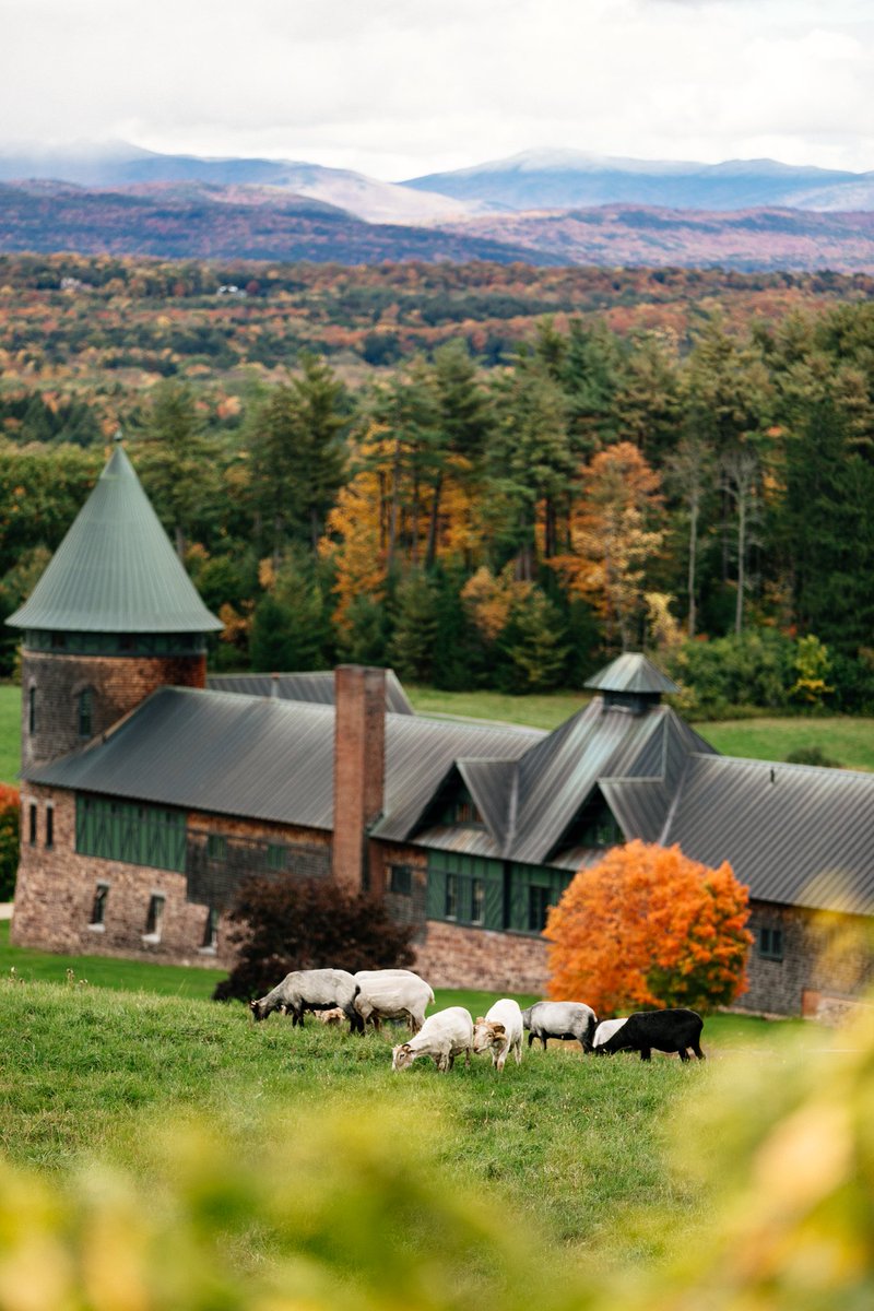 DigInVT's tweet image. Gorgeous! RT @ShelburneFarms: An autumn palette is coloring our working landscape - thank you Brandon Parrish for capturing such a beautiful scene (including recently shorn Navajo-Churro sheep)! 🍁🐏