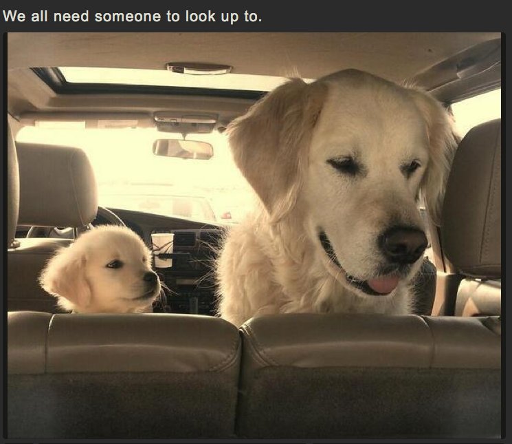 WeLoveDogsUSA's tweet photo. We all need someone to look up to

#GoldenRetriever #GoldenRetrieverPuppy #DogsInCars #MondayMood
#BigBrotherDog #LittleBrotherDog https://t.co/U0bRhd397Y