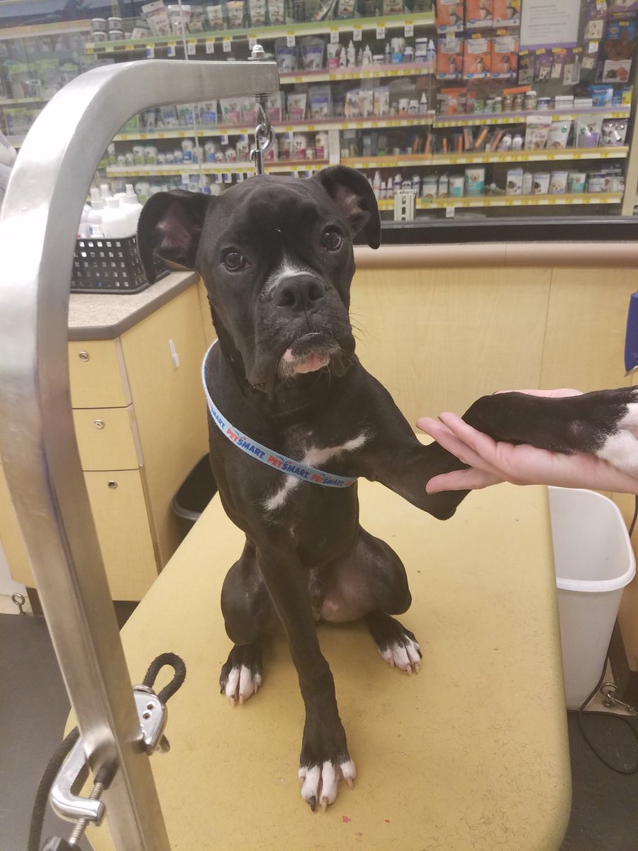 Who wouldn't want to hold hands with sweet Sheldon? #lifeatpetsmart #moments