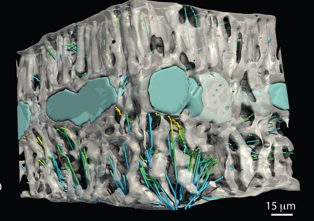 ARC CoETP (@leaf2field) on Twitter photo Check out this new publication <a href="/TrendsPlantSci/">TrendsPlantSci</a> : Embracing 3D imaging and opening a door to fascinating leaf complexity bit.ly/2PBJJzO by a collaboration of scientists including <a href="/scienceANU/">Science & Medicine at ANU</a>, <a href="/leaf2field/">ARC CoETP</a> and <a href="/Sydney_Uni/">University of Sydney</a>. doi.org/10.1016/j.tpla… Check out this new publication <a href="/TrendsPlantSci/">TrendsPlantSci</a> : Embracing 3D imaging and opening a door to fascinating leaf complexity bit.ly/2PBJJzO by a collaboration of scientists including <a href="/scienceANU/">Science & Medicine at ANU</a>, <a href="/leaf2field/">ARC CoETP</a> and <a href="/Sydney_Uni/">University of Sydney</a>. doi.org/10.1016/j.tpla…