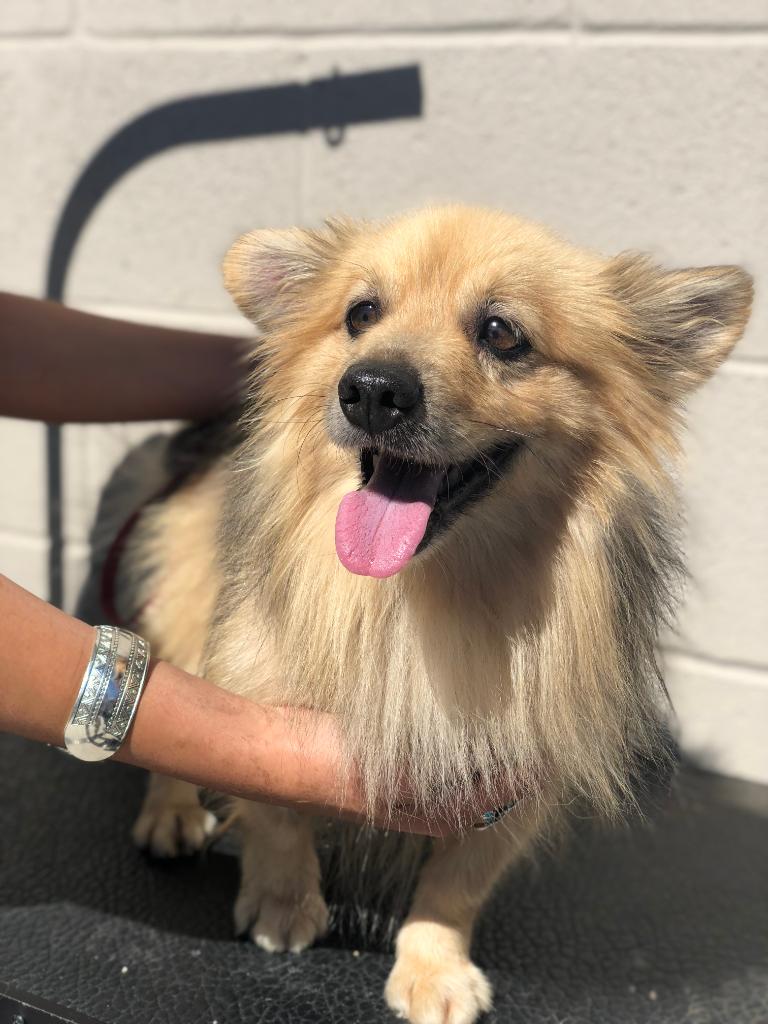 Last week, we celebrated our Be the Difference campaign. Many of our stylists donated their time to help pets in need by providing them with a free groom. Check out Henry from <a href="/HSSAZ/">Humane Society So AZ</a> , he was all smiles after his fresh groom 🐶 #inthistogether #fortheloveofpets