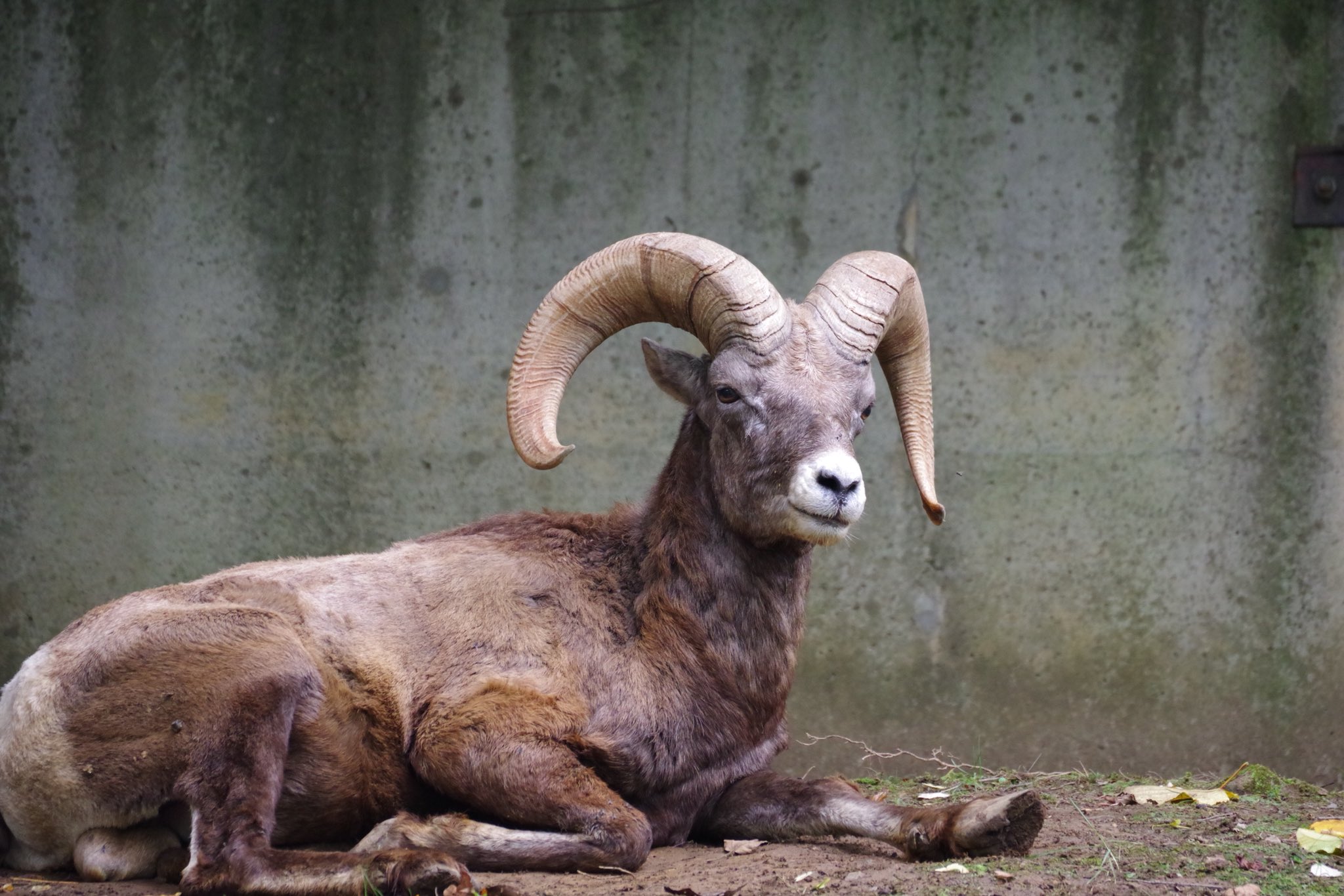 Zooライダー ビッグホーン オオツノヒツジ でおはようございます ビッグホーン 盛岡市動物公園 T Co Uo9ghxerfb Twitter