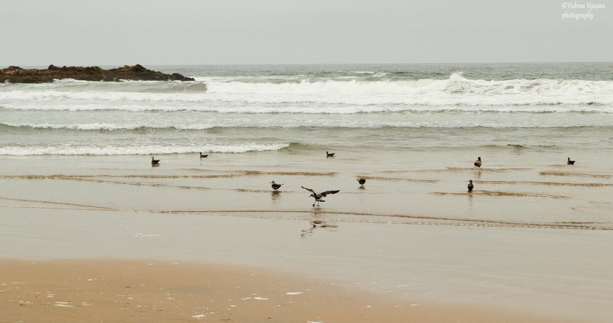 #pigeonpoint #birds #naturalorder