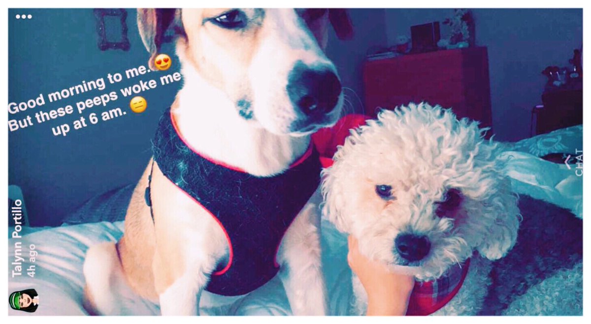 These guys don’t care that it’s Monday - they just want to play..... all the time! 🐶 #kinglouie #jackattack 
#dogmom #doglover #shelterdogs
#MondayMotivation