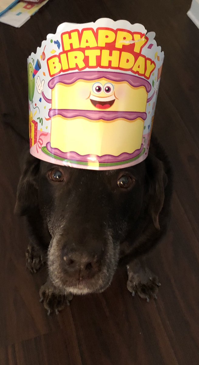 speechteach7's tweet photo. Today our dog Almond is 9! He celebrated his birthday with belly rubs, a long walk and chicken nuggets for dinner!🎉💕🐶🐾@colinpowelles https://t.co/elpMryVoK3