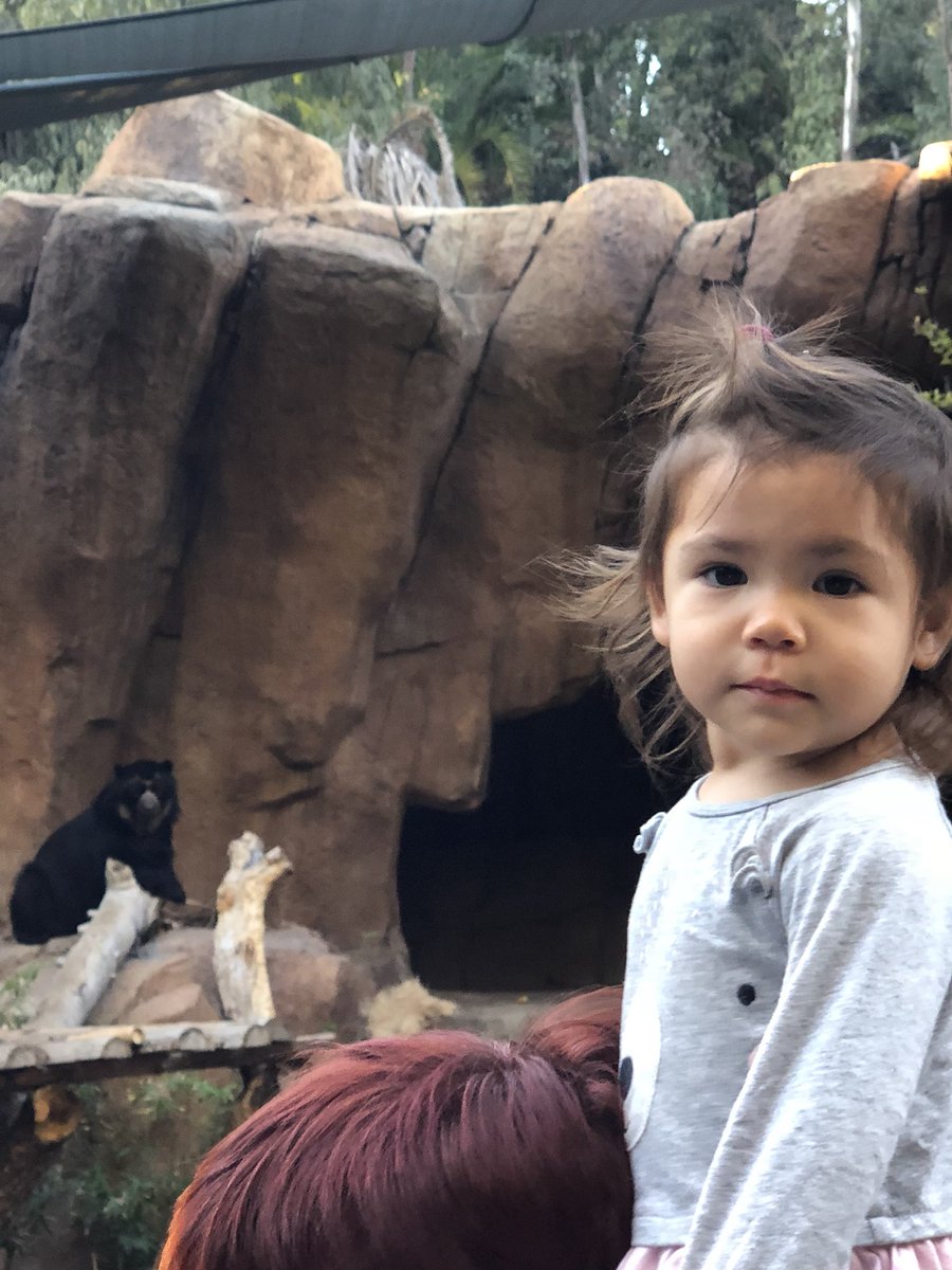 RickyAnalog's tweet photo. My lil #bearswipe got to go and see some other bears 🐻 at the #sandiegozoo @sandiegozoo https://t.co/LftWavsDii