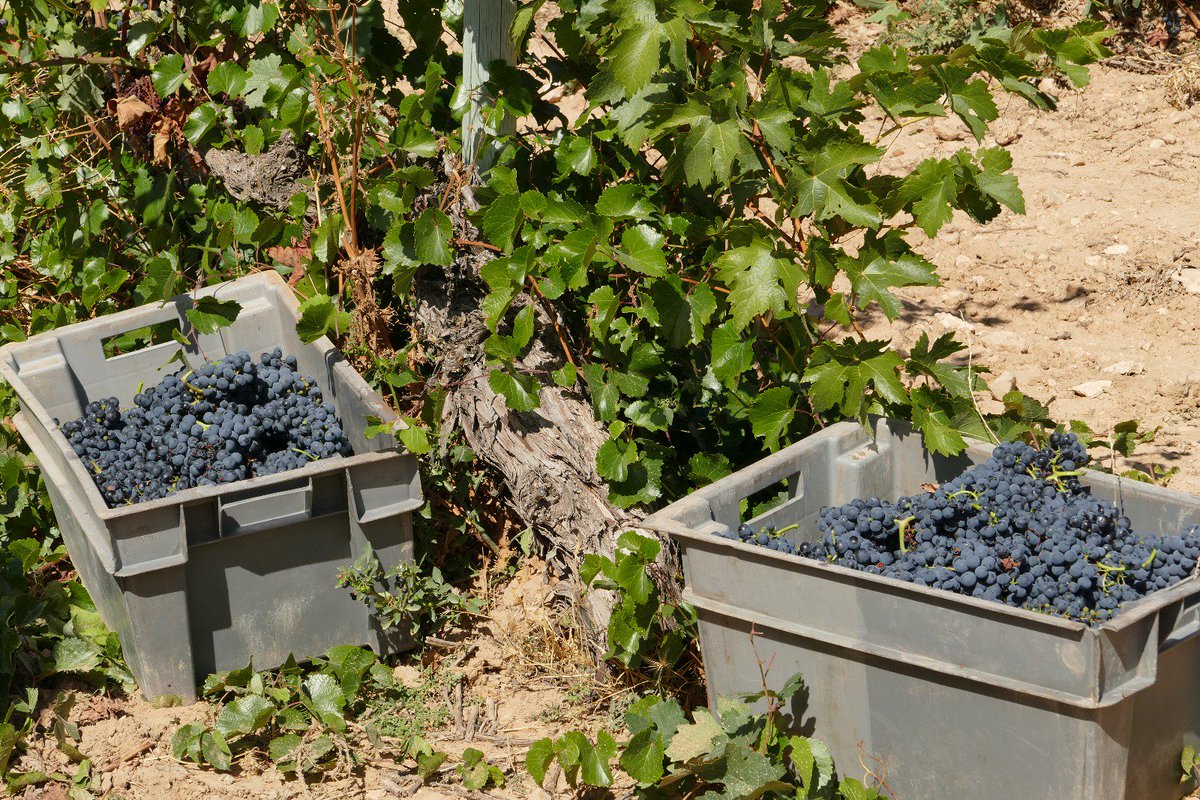 😎Amanece un nuevo día de #vendimia en la #DORibera
👉Hoy no tenemos amenaza de lluvias y las temperaturas llegarán a los 20ºC. Un clima perfecto para aprovechar de una bonita cosecha🍇
#FelizMartes