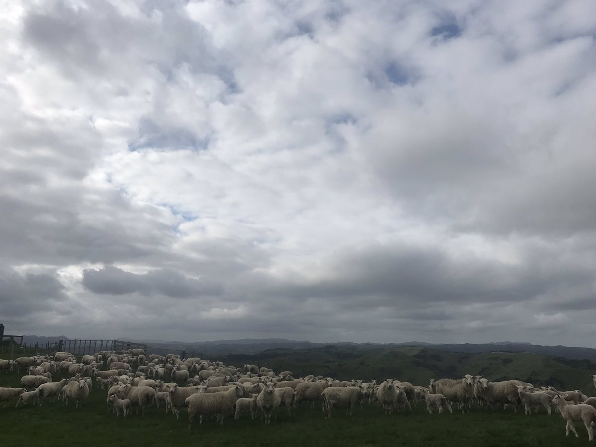 MorrisonFarming tweet picture