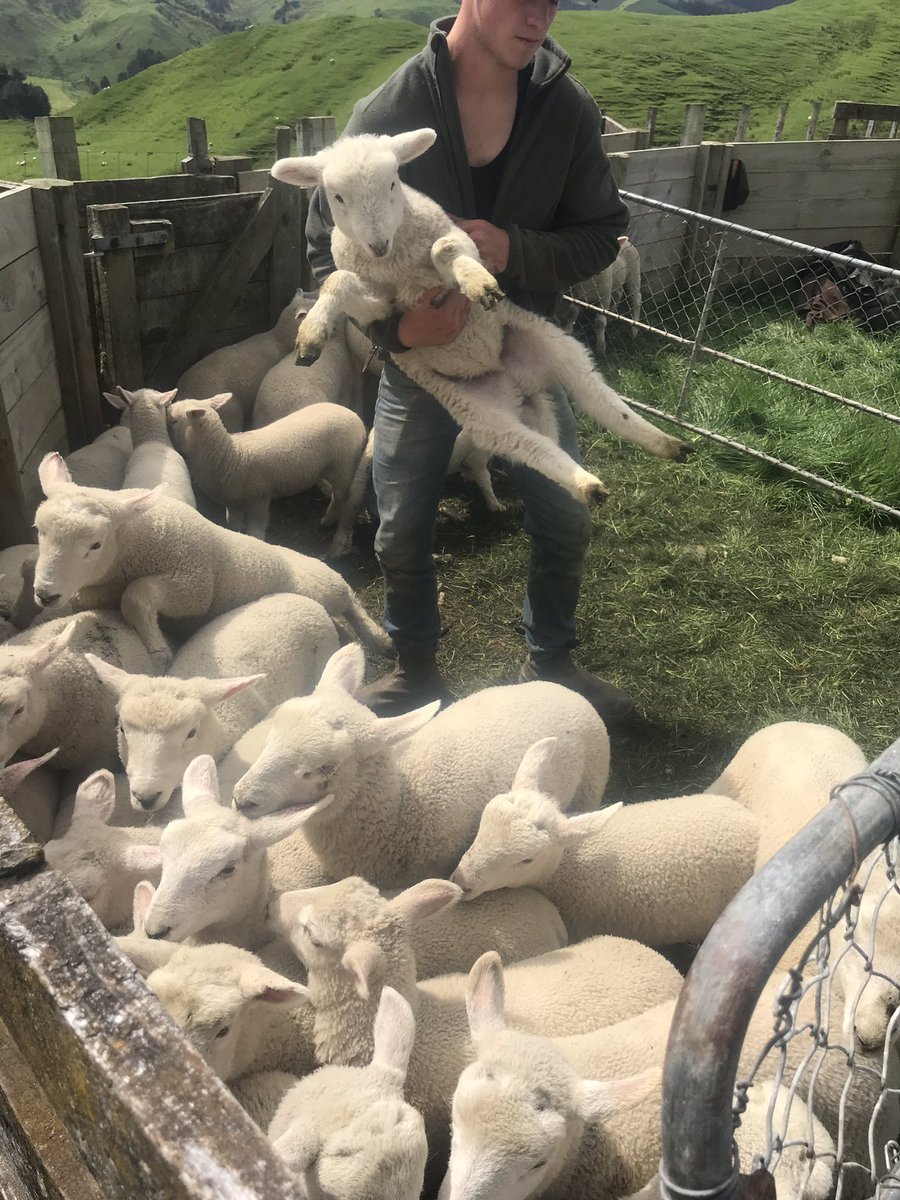 MorrisonFarming tweet picture