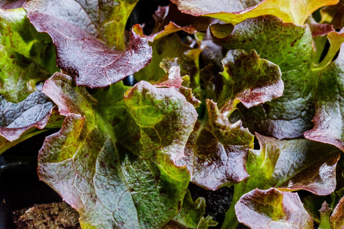 ModularFarmsAU's tweet image. The Modular Farm System focuses entirely on plant health and farmer ROI. We&apos;re there with you every step of the way. #ModularFarms