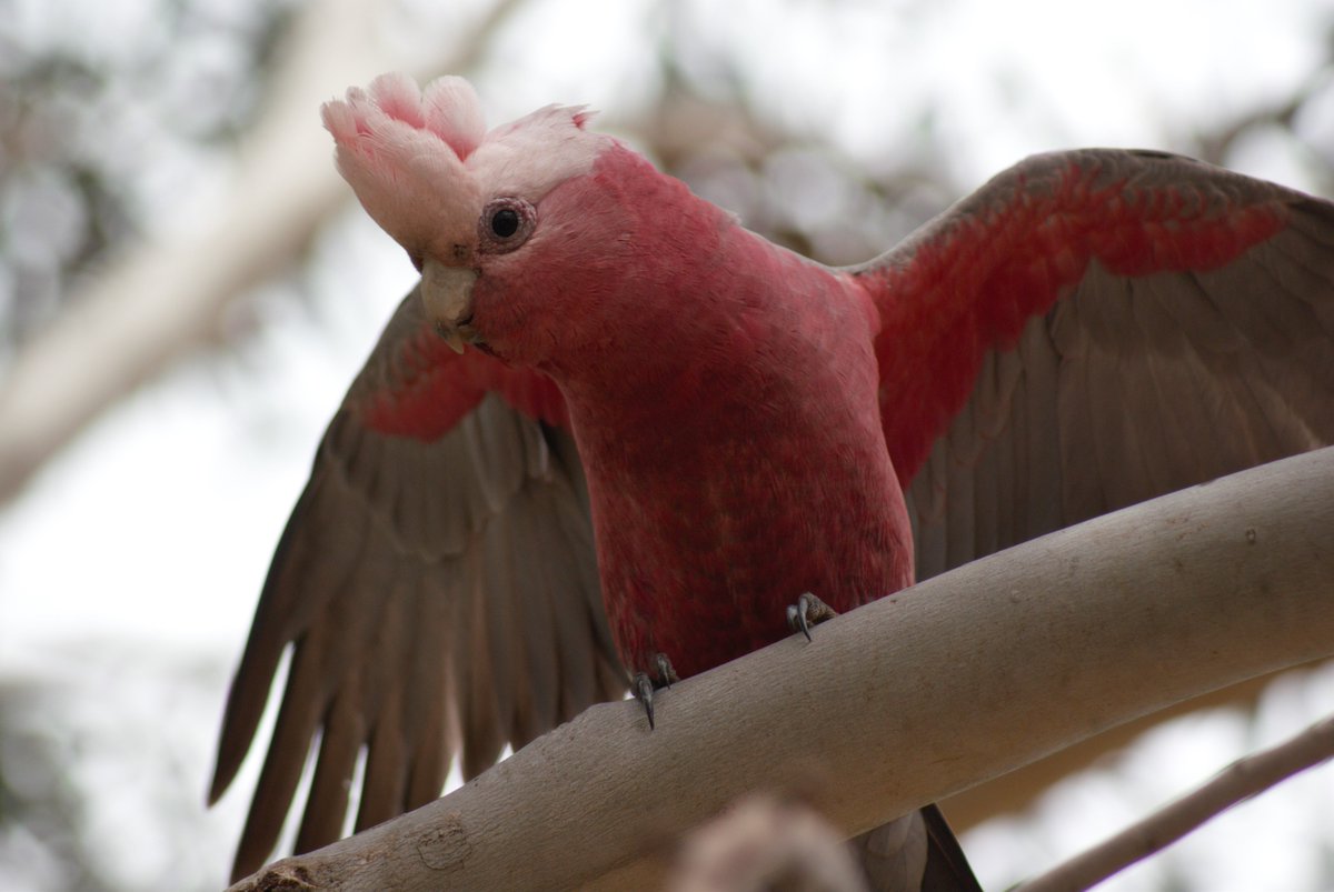 Rose pink Galah standing on a branch with its wings outstretched and its crest raised.