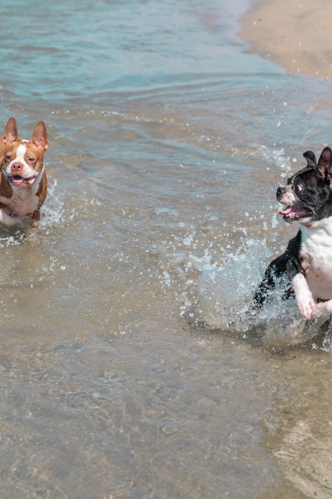 Live life like a Boston Terrier. Go nuts, have fun, snort when you want to.