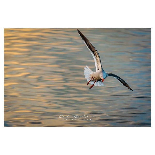 CAPFotografia's tweet photo. La libertad de volar / The freedom to fly. .
.
#exoticbird #birdie #colorful #beautiful #amazing #birdland #birds #wings #birdlover #feather #birdwatching #instabirds #birdgang #birdman #birdhouse #bird #featheredfriends #fly #feathers #birdcage #prilaga… https://t.co/cbPourv3Un https://t.co/ZWfbyGKe10