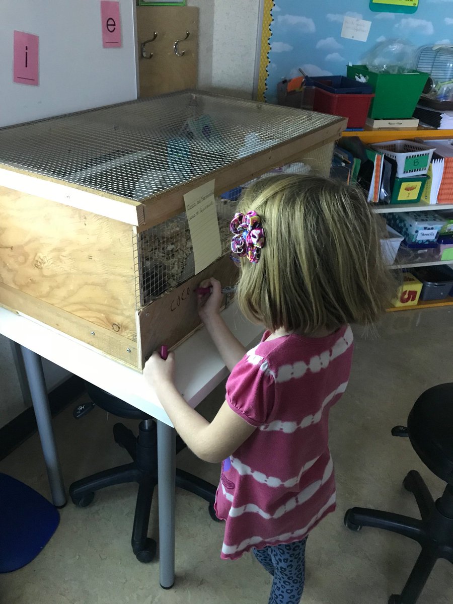 Our K/1 class vote resulted in the gerbils being called “Guimauve et Cacao” (Marshmallow & Cocoa). We wondered, researched, asked more questions & even had a meeting with our admin. We designed habitats & built. We wrote & we shared and...ta-da! #morelearningtodo #inquiryjourney