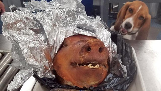 Officials find roasted pig in luggage at Atlanta airport. bit.ly/2OZkuKQ https://t.co/LKGgA522Un