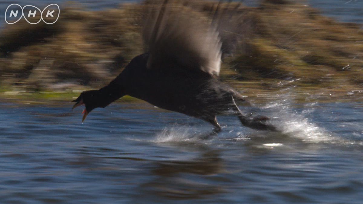 ダーウィンが来た Twitterren 21日夜7時半は水上ダッシュ鳥 水面を走って相手を威嚇する ツノオオバンの秘技 水上ダッシュ ハイスピードカメラで見事にとらえたダイナミックな走りっぷり 激怒 したツノオオバンの表情は必見 予告 動画 T Co