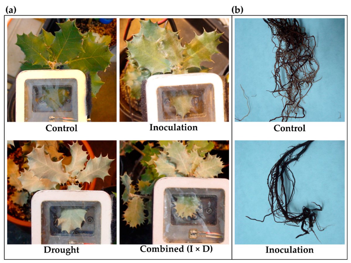 Forests_MDPI's tweet photo. New paper! Differences in the Response to Acute Drought and Phytophthora cinnamomi Rands Infection in Quercus ilex L. Seedlings by Francisco J. Ruiz Gómez et al. from @Univcordoba @IfapaJunta full text at https://t.co/VaAVl32KgT
#biomass #dehesas #drought #montados #oakdecline https://t.co/KBySfCXL39