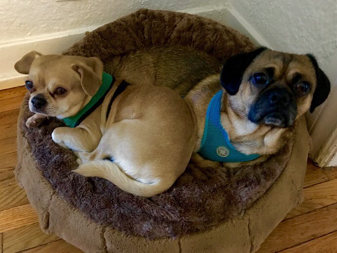 Pug and Bob wish you a happy #NationalPugDay 😬 #Pugs #chugs #puggles #puglife