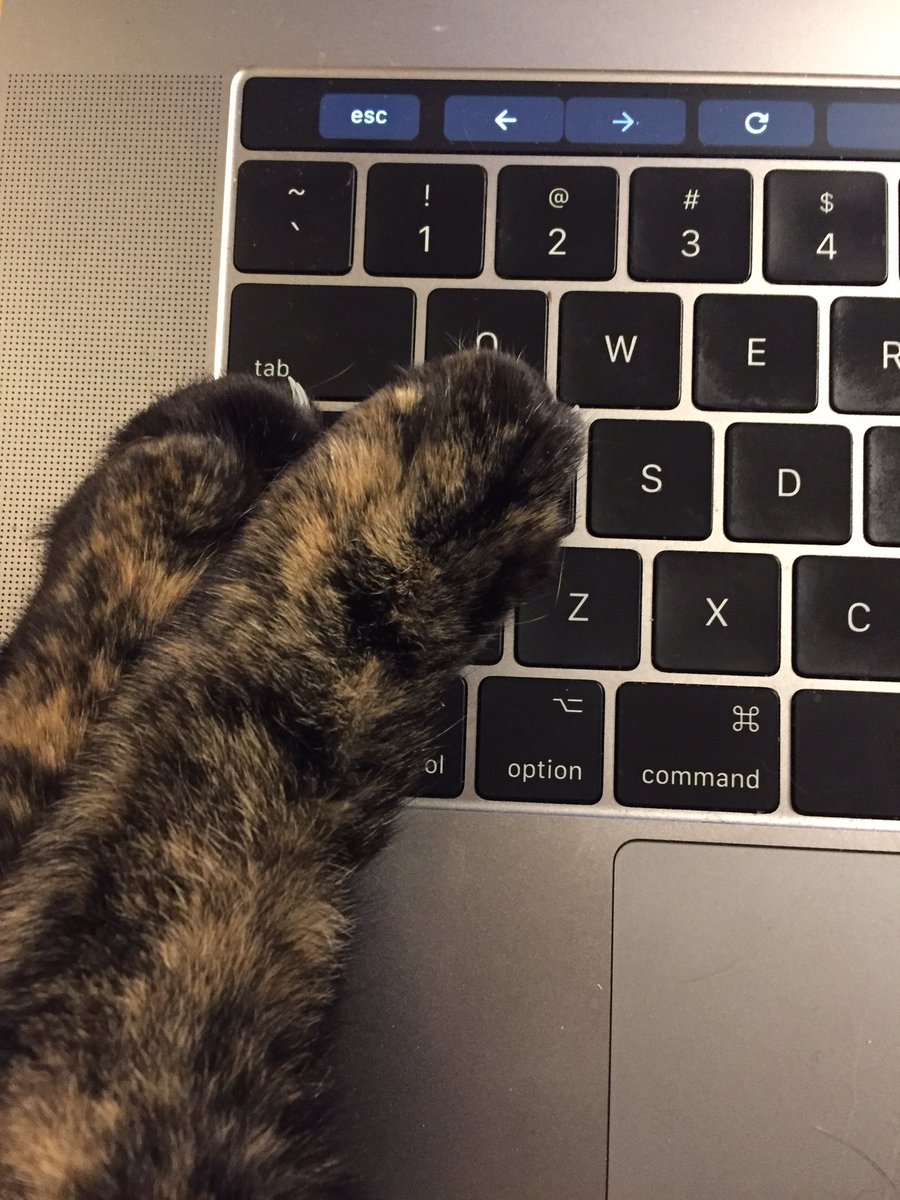 Cats hind paws are covering the letter a on my keyboard