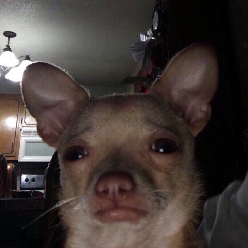 Chihuahua Crying Dog Meme