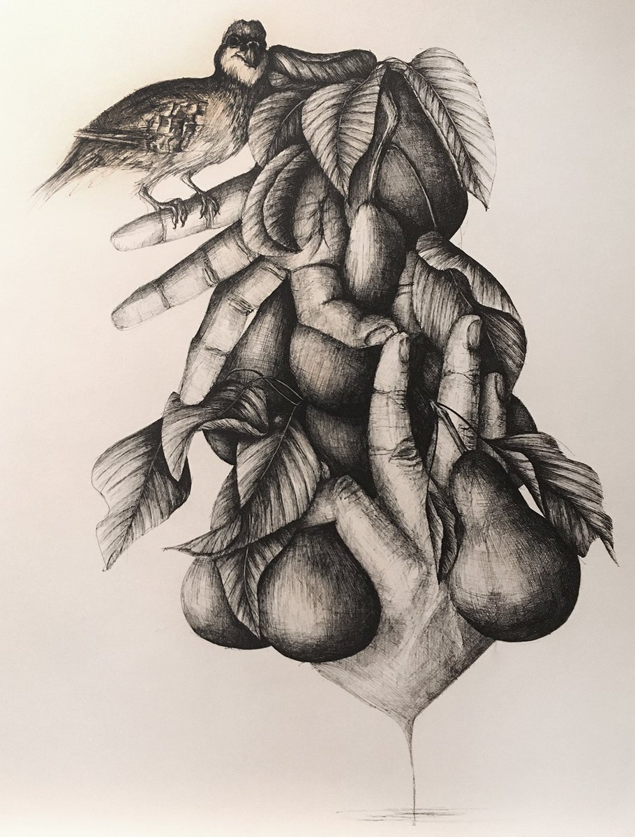 pausha's tweet photo. PARTRIDGE IN A PEAR TREE

pen &amp; ink on watercolor paper
11 x 14 https://t.co/V3qTwZzAiZ