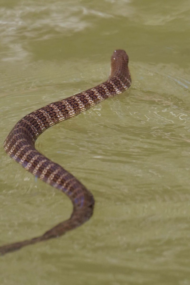 Experience Echuca Moama tweet media