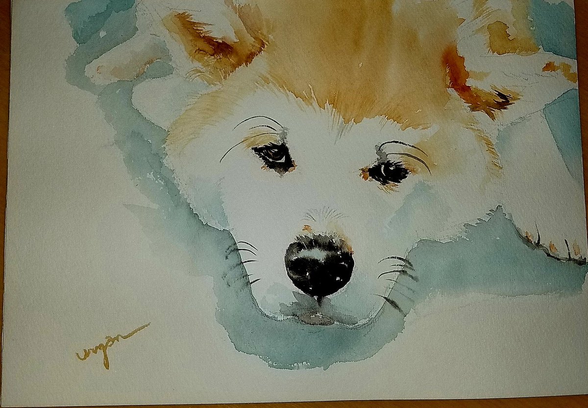 うりゃん Op Twitter 今日の落書き 今日はフリー素材のいぬをお昼休みに描いてみました 落書き 犬 透明水彩 Watercolor 水彩画 アナログ