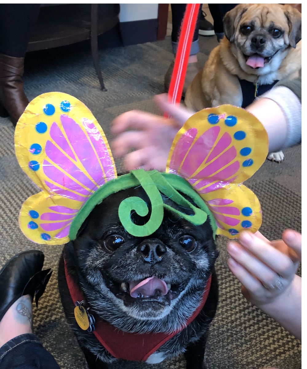 KingsburyAH's tweet photo. We just made the cute for #nationalpugday #welovepugs #puglife https://t.co/U6qROOdt4m