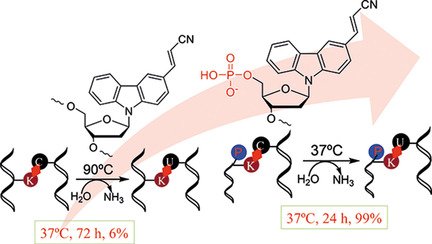 ChemBioChem's tweet photo. #Photochemical DNA/RNA editing under physiological conditions: ultra-acceleration of #cytosine #deamination (Fujimoto at JAIST) https://t.co/Ji8GYGj4Er https://t.co/078DNynChV