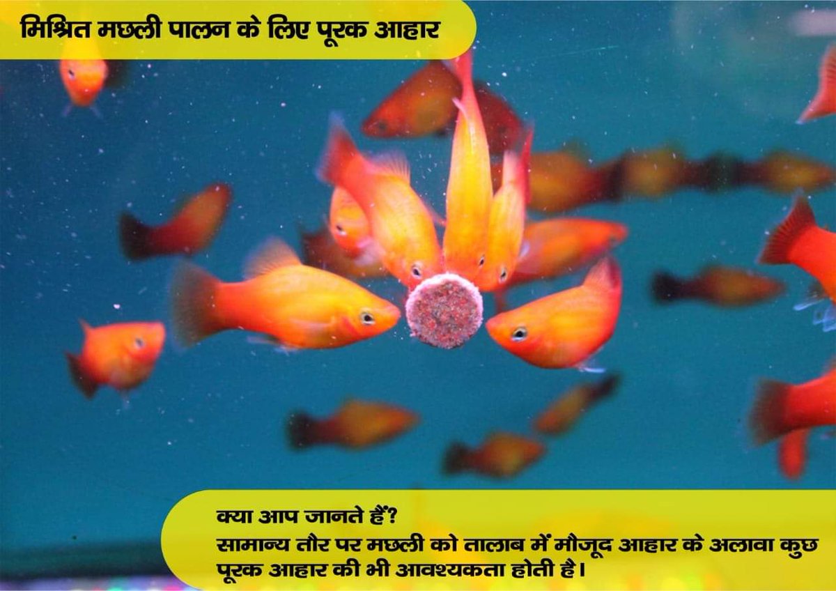 pashudhanUK's tweet photo. मिश्रित मछली पालन के लिए पूरक आहार :
क्या आप जानते हैं?
सामान्य तौर पर मछली को तालाब में मौजूद आहार के अलावा कुछ पूरक आहार की भी आवश्यकता होती है।
#CompositeFishFarming #SuppilmentFood #FishFeed
@fishcopfed https://t.co/H0tENxbuAN