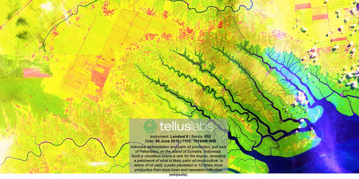 TellusLabs (@telluslabs) on Twitter photo Intensive deforestation and palm oil production, just east of Pekanbaru, on the island of Sumatra, Indonesia. Created using <a href="/NASAGoddard/">NASA Goddard</a>'s Landsat 8 instrument, Bands 652. View this and more in your free #Kernel account today! #RemoteSensing bit.ly/Kernel-Access Intensive deforestation and palm oil production, just east of Pekanbaru, on the island of Sumatra, Indonesia. Created using <a href="/NASAGoddard/">NASA Goddard</a>'s Landsat 8 instrument, Bands 652. View this and more in your free #Kernel account today! #RemoteSensing bit.ly/Kernel-Access